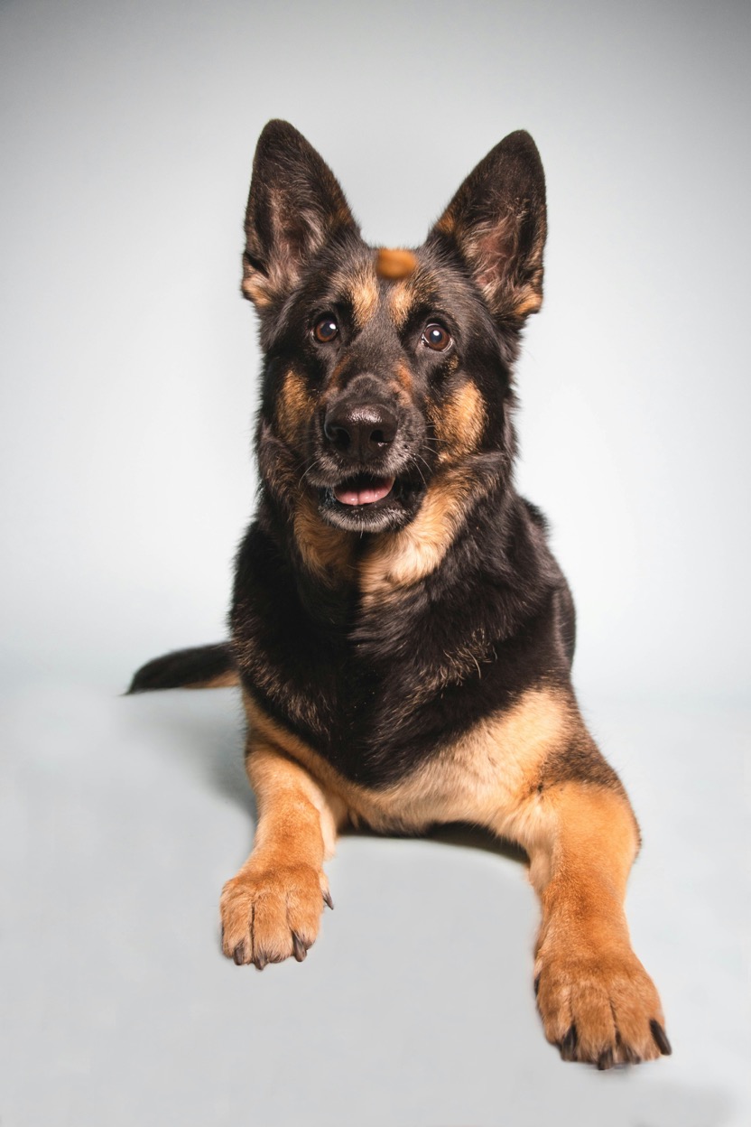 Pet photo before